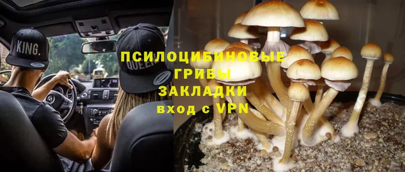 наркота  Починок  Галлюциногенные грибы Magic Shrooms 